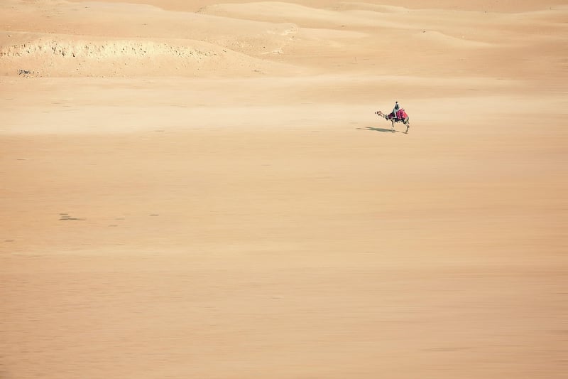 Camel in Desert